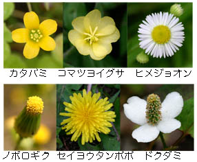 花の色のサンプル画像