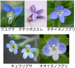 花の色のサンプル画像