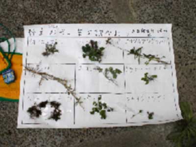 見つけた野草を模造紙に貼った例