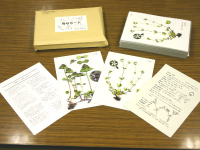 配布される野草カードの様子