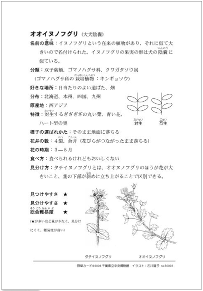 野草カードの裏の見本